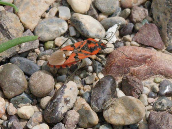<h3><a href="/trips/kreta/biota/animalia/arthropoda/insecta/hemiptera/lygaeidae/spilostethus pandurus/spilostethus pandurus-nl.html">Spilostethus&nbsp;pandurus</a> / Indian&nbsp;milkweed&nbsp;bug / Pandoerridderwants</h3>OM-1 Mark II met OLYMPUS M.12-100mm F4.0, 1/1600 sec  bij F11.0, ISO 2000, afstand 0.82&nbsp;m